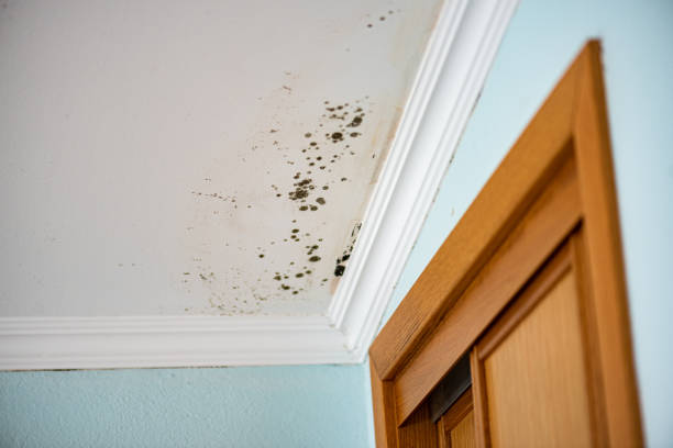 Best Attic Mold Removal  in Union, MO