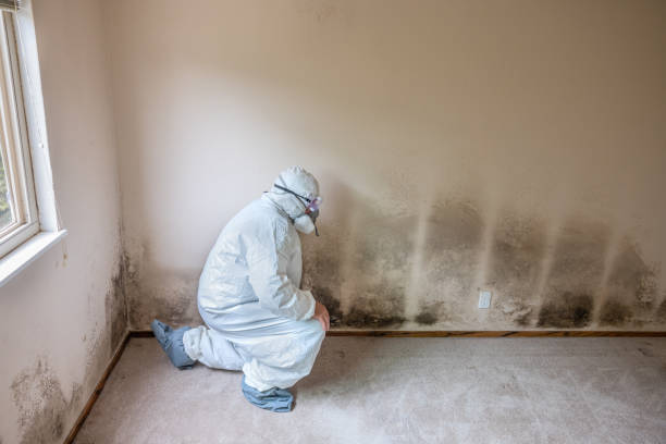 Best Commercial Mold Removal  in Union, MO