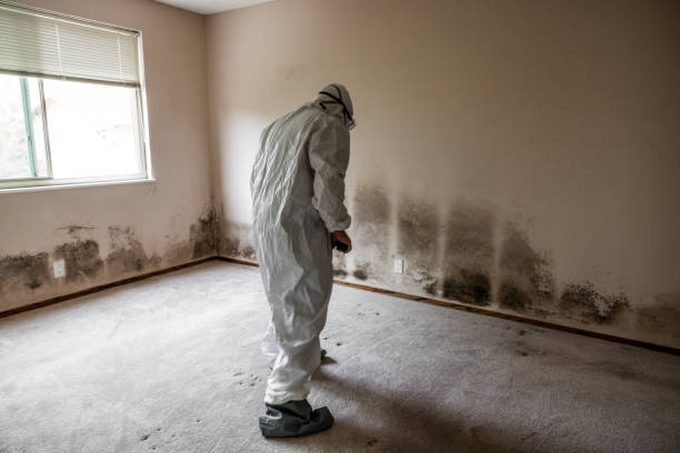Best Residential Mold Removal  in Union, MO