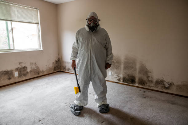 Best Mold Damage Repair  in Union, MO