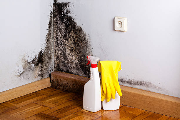 Professional Mold Removal in Union, MO